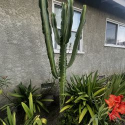 Big Cactus Plant Succulent Available