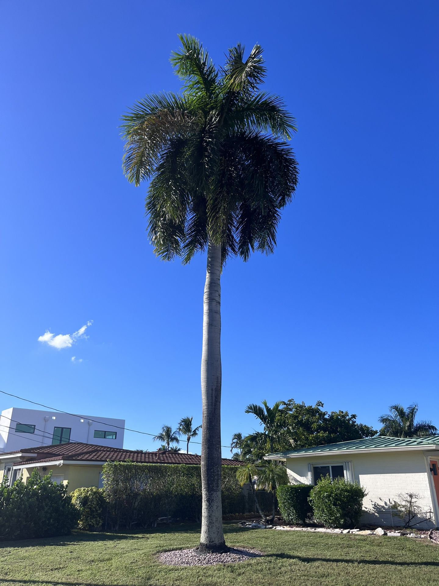 Massive Palm Tree For Sale
