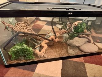 Everything you need but the reptile
