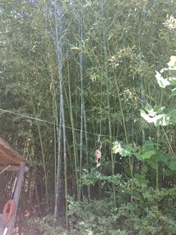 Bamboo.       Free.