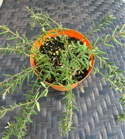 Hoya Engleriana live plant