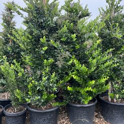 Waxleaf Privit 25 Gallon Privacy