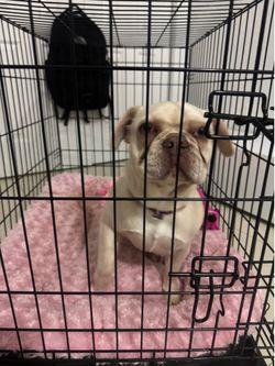 Frenchie Dog Cage