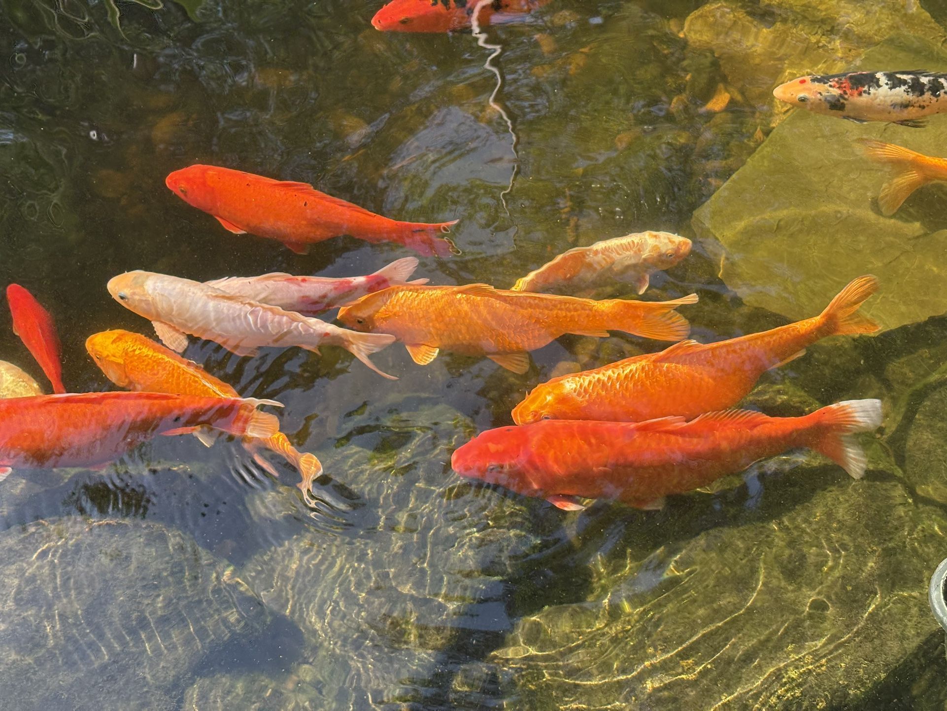 Koi Fish - Variety
