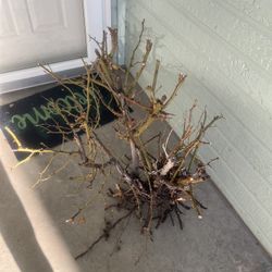 Free Rose Bush