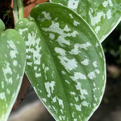 Scindapsus Pictus “Exotica” - Silver Satin Pothos
