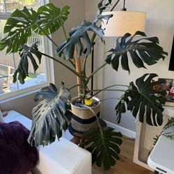 Monstera Huge House Plant