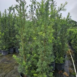 huge Podocarpus  over the pot 6+ feet tall  Instant  privacy Hedge  for fence 