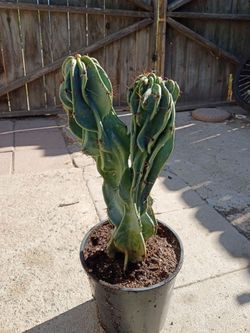 Monstrosis Apple cactus plant