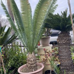 dioon edule cycad