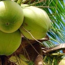 Fresh coconuts for sale