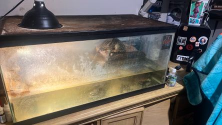 Turtle Tank