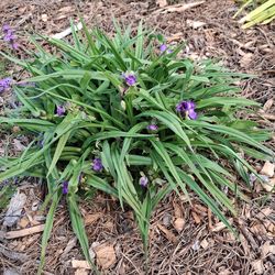 Spiderwort / Tradescantia , Purple,Perennial Plants 3 Gallon Murrieta