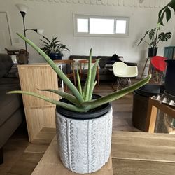 Aloe Vera Barbadensis Plant