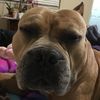 Kibbles