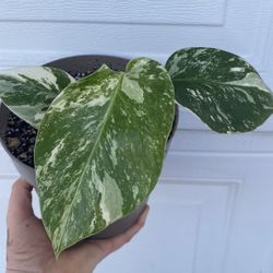 Monstera Albo Variegated House Plant, Very Rooted Plant In 6 Inch Pot Pick Up Only