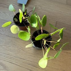 Pilea Peperomioides/Chinese Money Plant