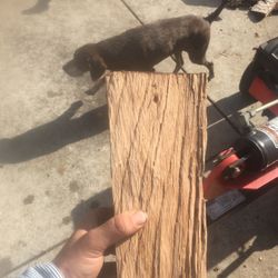 Dog Toys Firewood Home Decor 