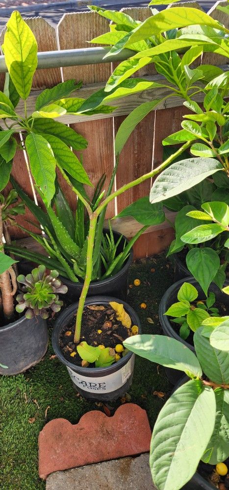 Fruit Trees For Sale