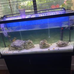60 Gallon Tank With Stand, Lights And Filter $400/OBO