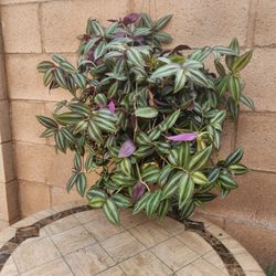 Hanging Tradescantia Zebrina Wandering Jew