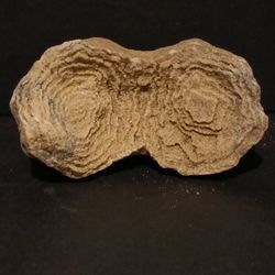 Petrified Coral Fossil