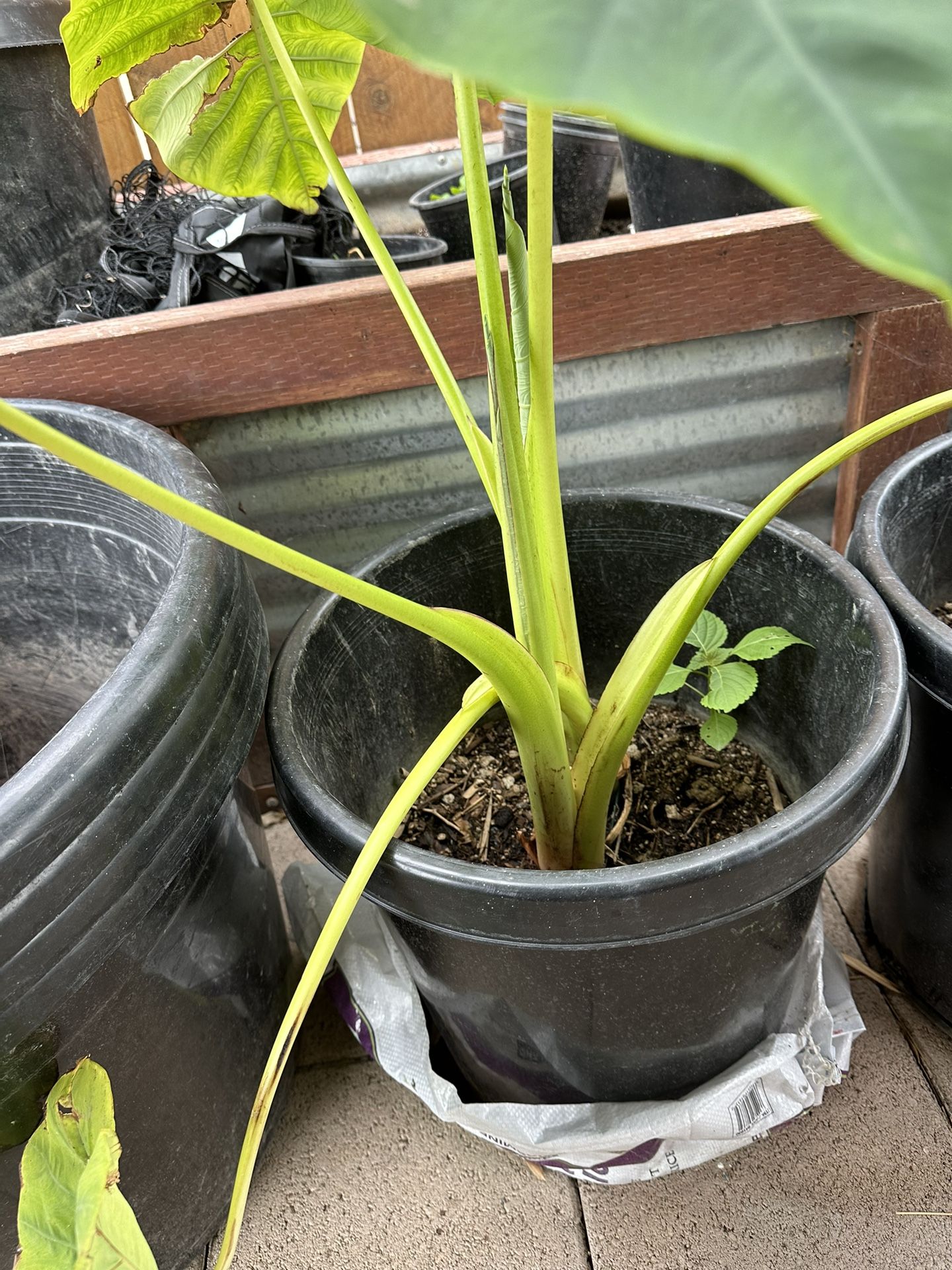 fatsia indoor plant Medium Spider Web Aralia 'Fatsia Japonica'