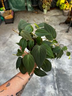 Philodendron Micans Plant