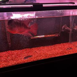Aquarium SRM. Tank