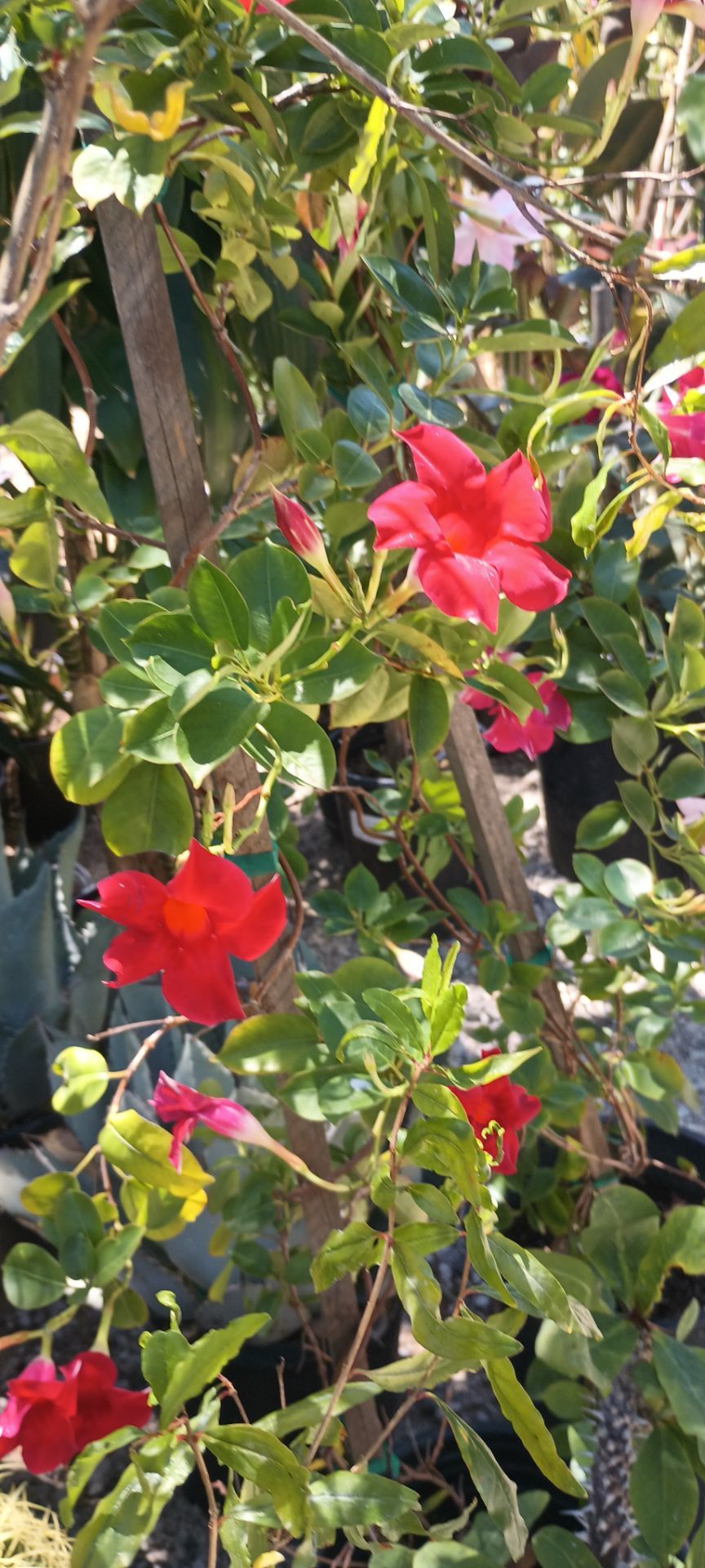 Mandevilla plants.