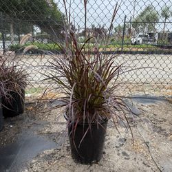 Purple Fountain Grass – 5 Gallon Pots – Beautiful & Hardy Ornamental Grass