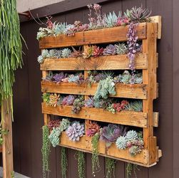 Succulent Pallet