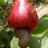 Red Apple Cashew Trees