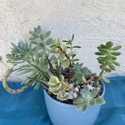 Succulents Plant In A Blue Pot ..