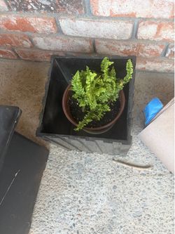 Small fern only