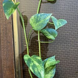 Golden / Sunburst Pothos Plant (cutting)