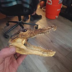 Baby Alligator Head