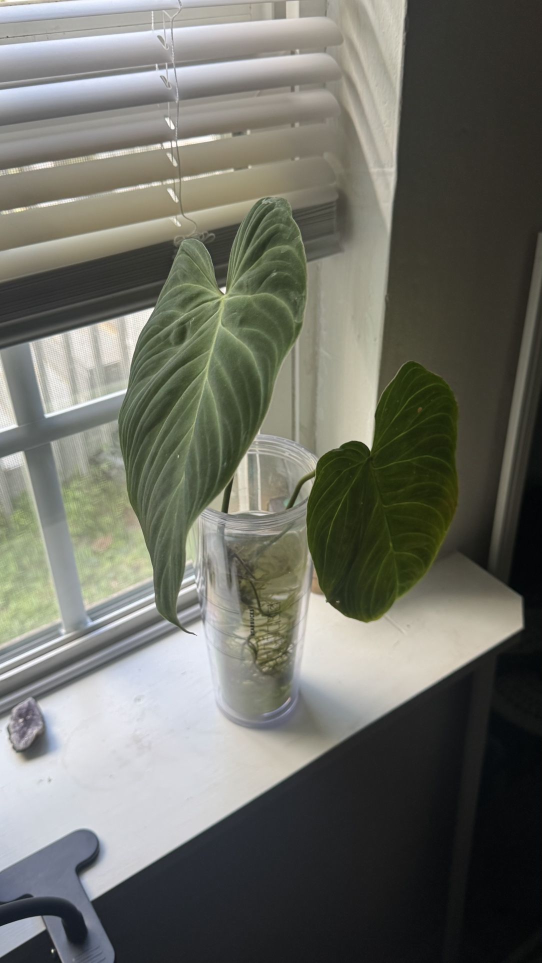 Philodendron Splendid