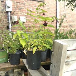 Himalayan Honeysuckle 