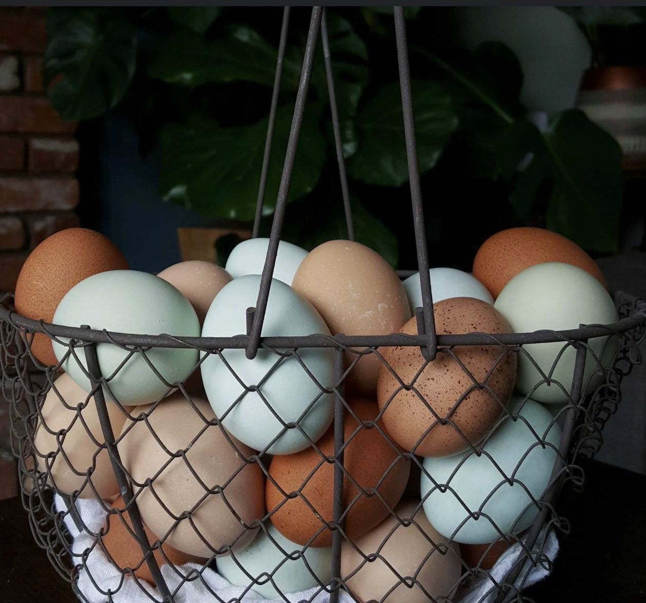 A Dozen Fresh Eggs 