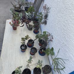 ‼️‼️Moving-out PLANTS SALE! Everything Must Go‼️‼️