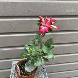 6” bonsai desert rose