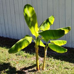Banana plant free