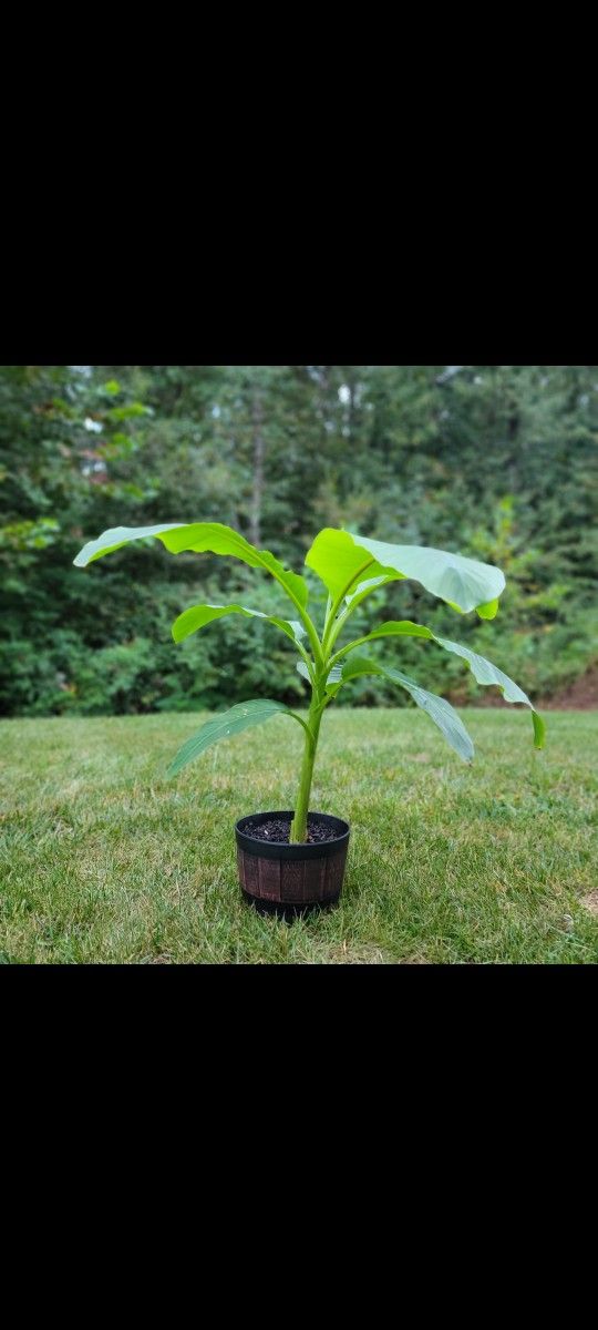 Banana Plant With Planter