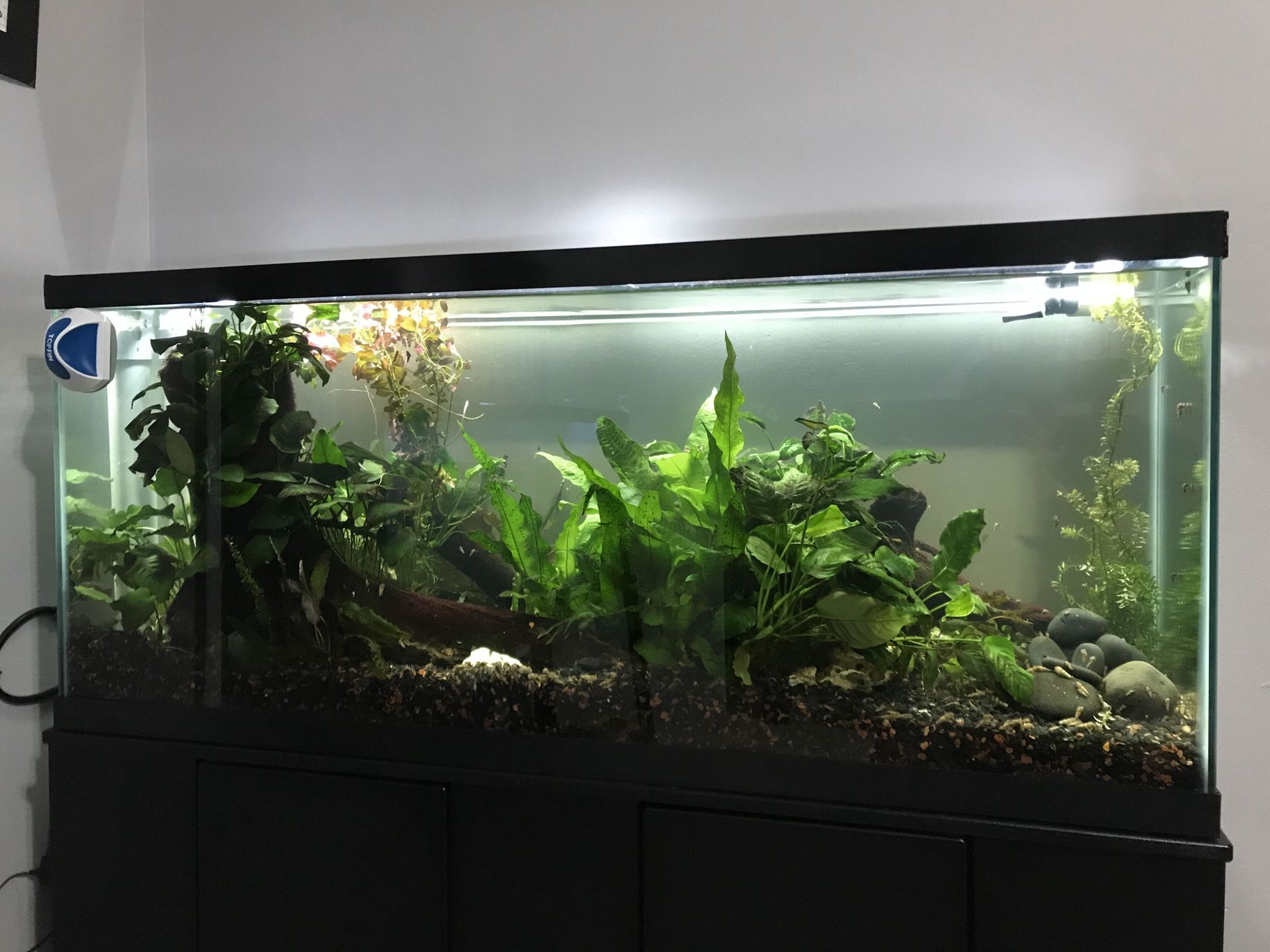 55 Gallon Live Planted Aquarium