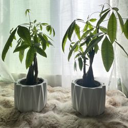 Two Indoor Plants 