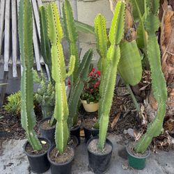 Tons Of Cacti For Sale, measures 3 Feet to 3 1/2 Feet Tall