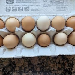 Fresh Organic Eggs