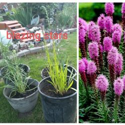Blazing Star Plants 3-4 Ft Tall