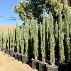 Italian Cypress 20 Gallons 8 Feet When Planted